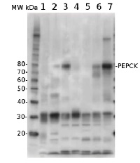 PEPCK | PEP carboxykinase in the group Antibodies Plant/Algal  / Global Antibodies at Agrisera AB (Antibodies for research) (AS07 241)